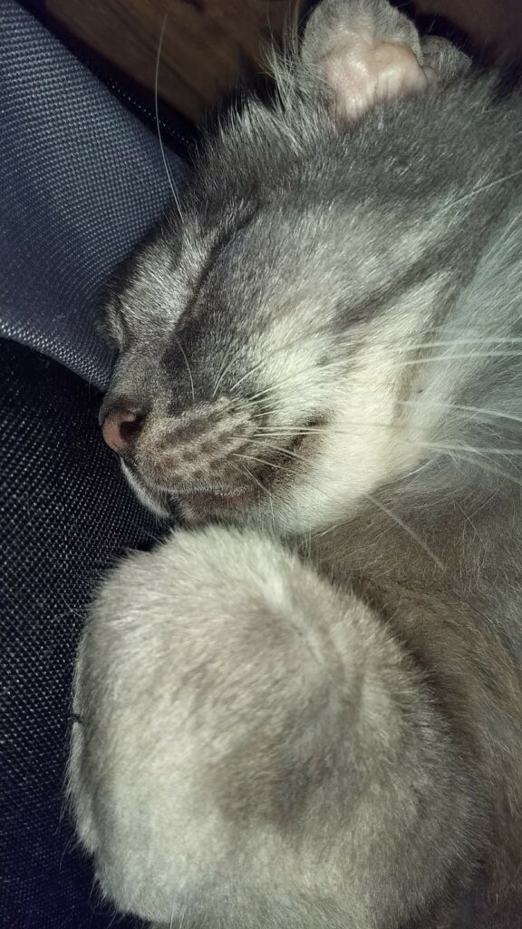 Closeup of cat sleeping.