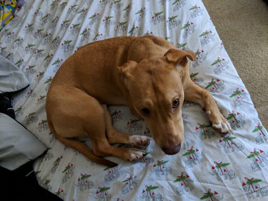 Large, brown dog resting on a bed.