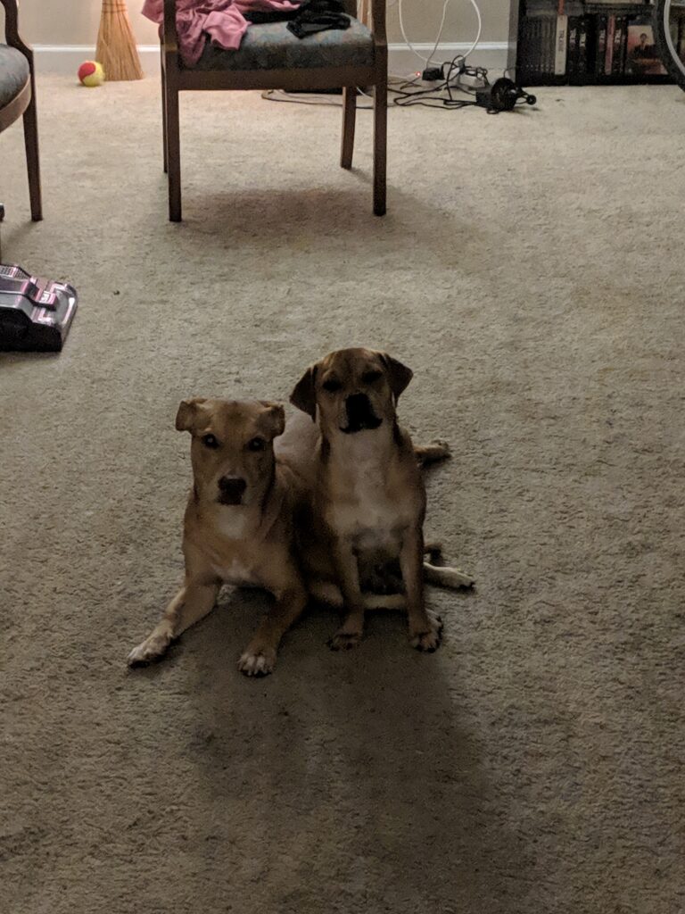 Two dogs posed as if for a portrait.