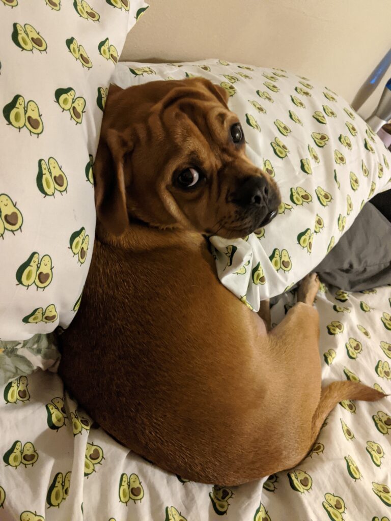 Small dog in pillows on bed.
