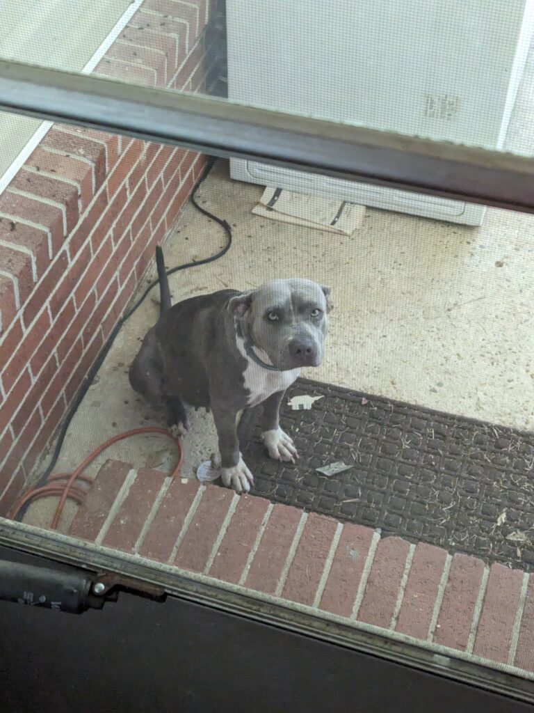 Large, gray dog on a porch.