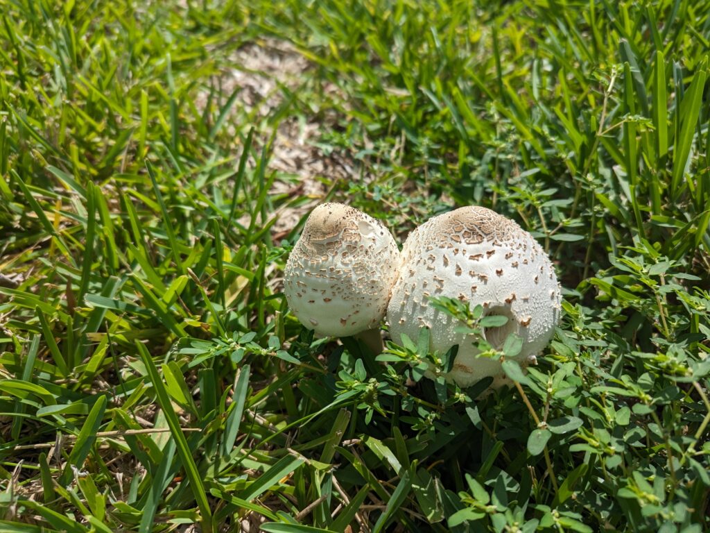 Photo of mushrooms in grass, example photo.